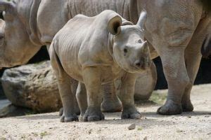 Young rhino learning to stand and be unicorn that still excist. 