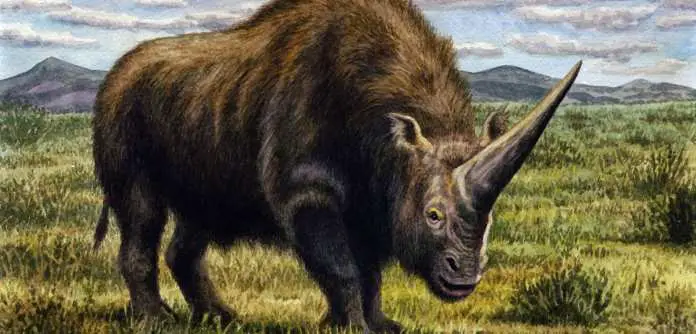 Siberian Unicorn Look quite different from our modern day unicorn- were they referred in the Bible as unicorns?