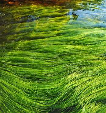 Algae - source of nutrition for unicornfish